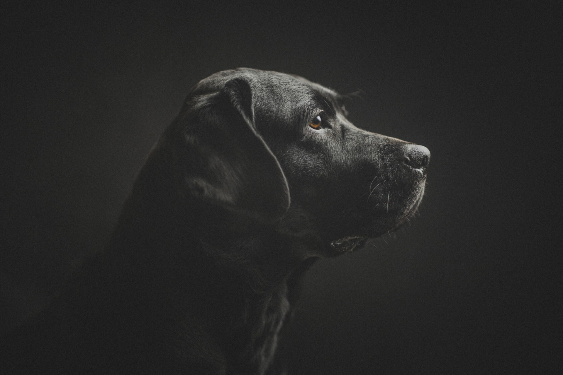 hundefotograf gießen, einzigartige hundefotohgrafie