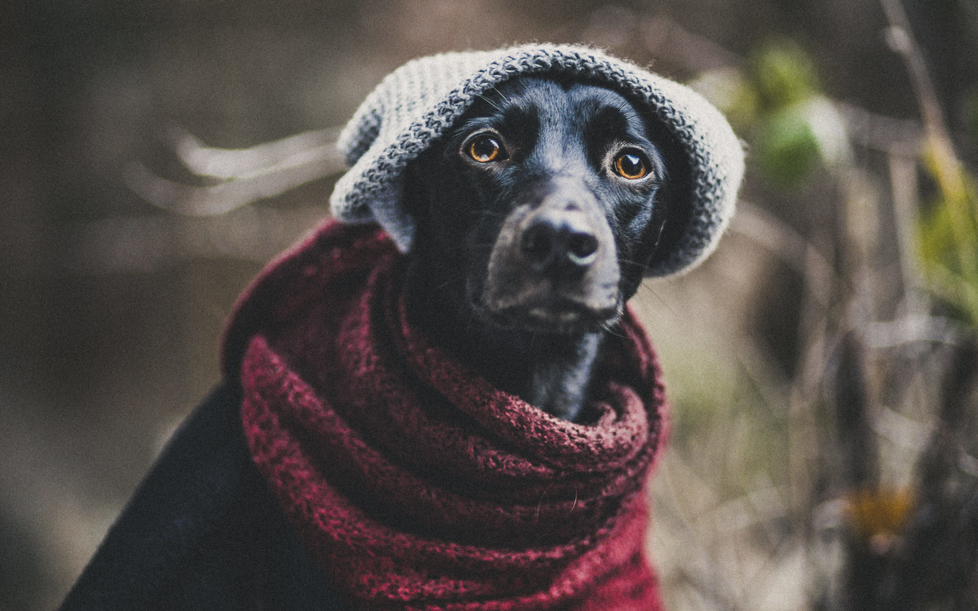 hundefotoghrafie-giessen-portraetshooting-mit-caro-und-taco-04-1920Px