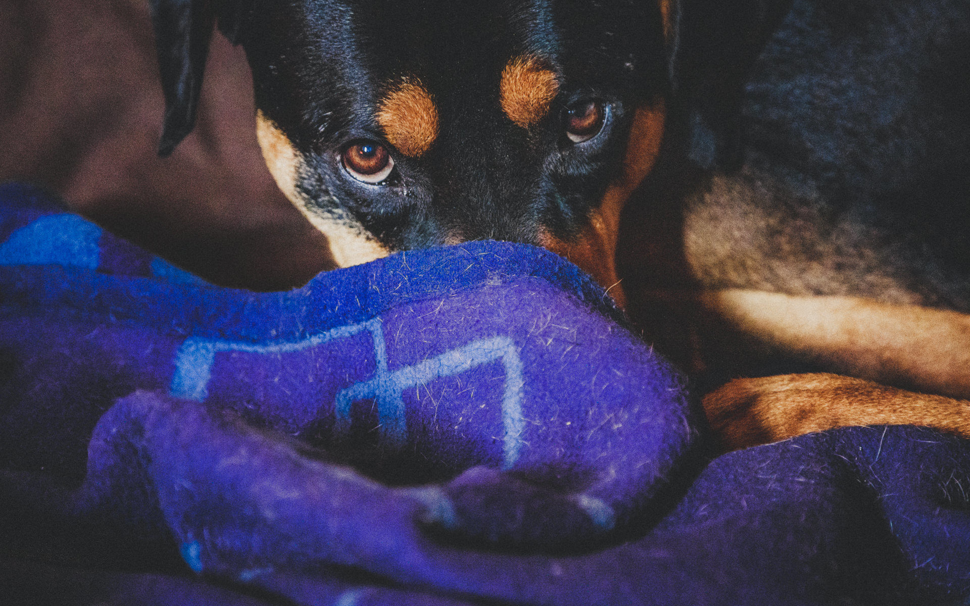 hundefotograf-giessen-tierisch-gute-bilder-140124-very-best-of-luc-1920Px-04