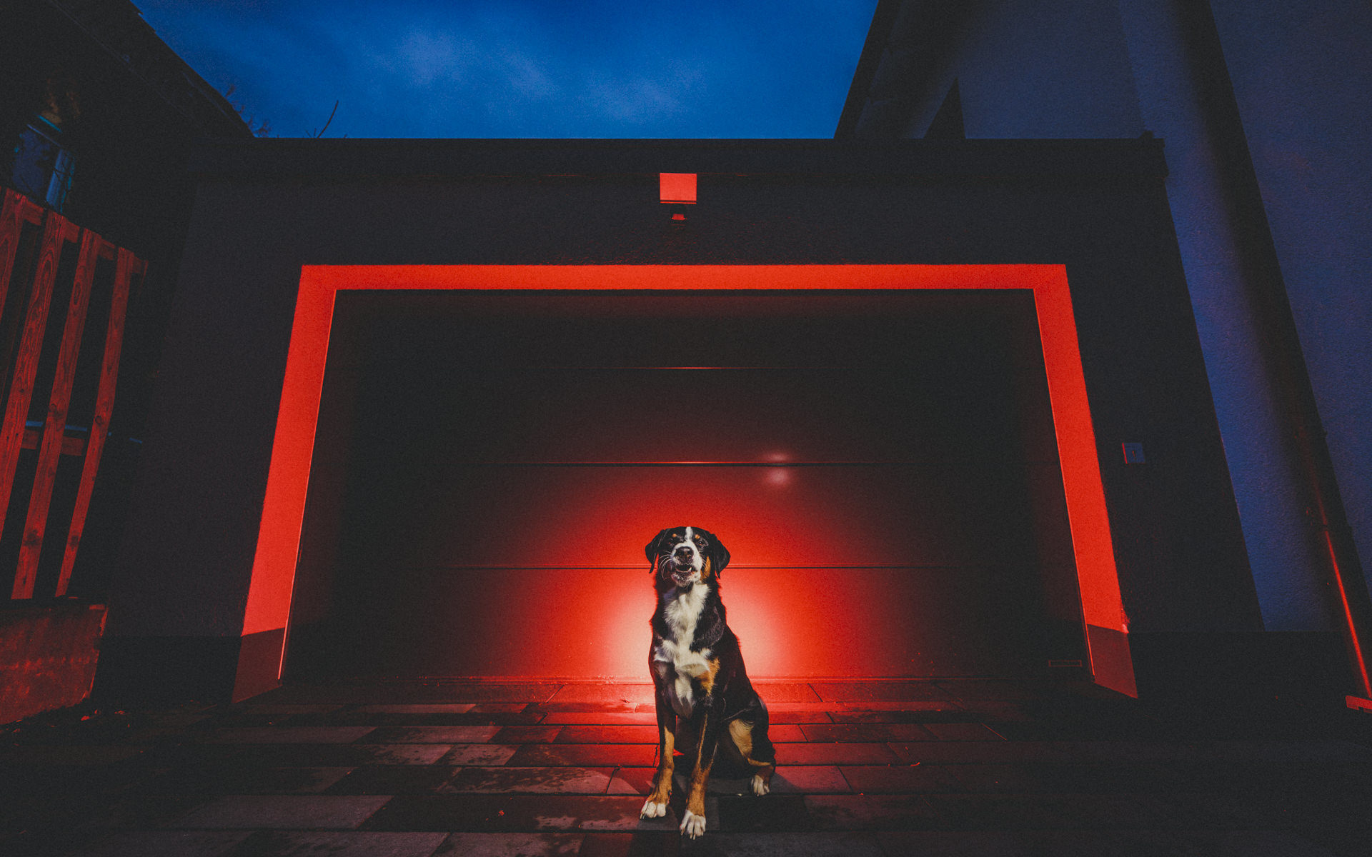 hundefotograf-giessen-tierisch-gute-bilder-210227_MG_1415