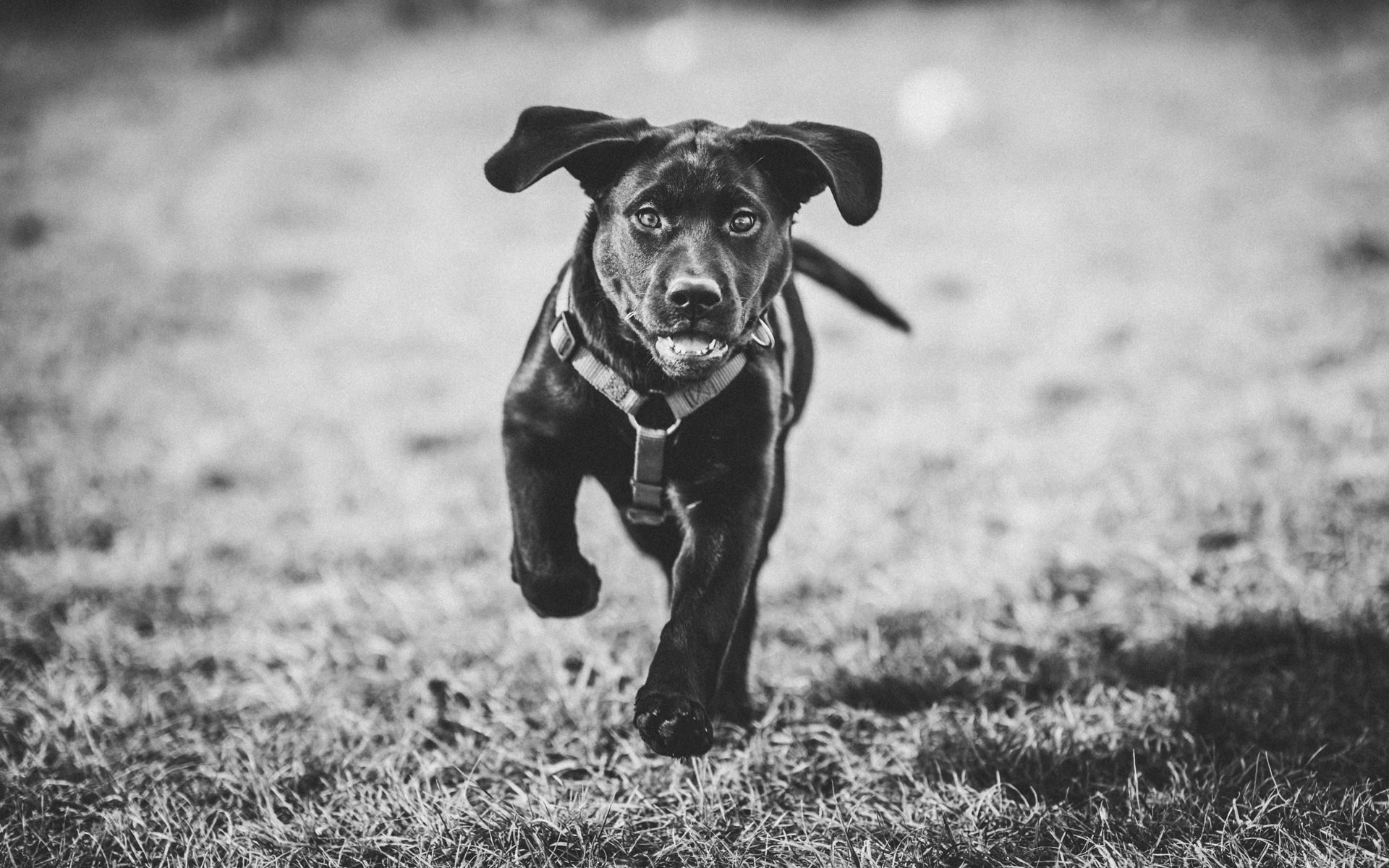 hundefotograf-giessen-tierisch-gute-bilder-211110-lila-von-wetterau-1920Px-01